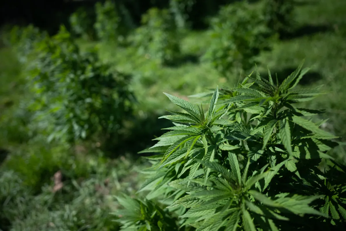 CBD-2047029.webp