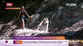 Trois chiens empoisonnés pendant le championnat de canicross