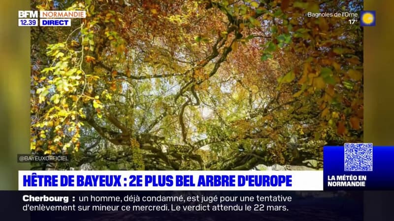 Normandie: un hêtre de Bayeux classé deuxième plus bel arbre d'Europe