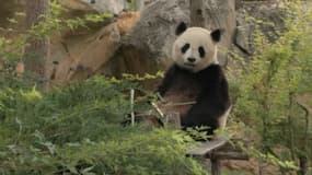Le premier panda né en France repart ce mardi en Chine