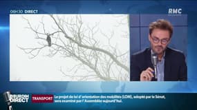 "Cocorico": quatre Français sont champions d'Europe... d'imitation d'oiseaux