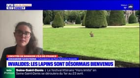 Paris: les lapins des Invalides ne sont plus considérés comme nuisibles