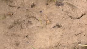 Depuis le mois de novembre, la Normandie a subi de fortes précipitations, asphyxiant les sols. 