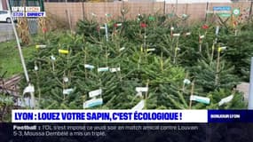 Lyon: une société propose de louer son sapin de Noël 