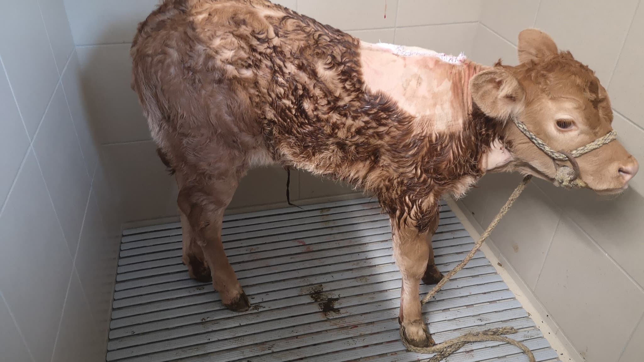 Le veau né avec six pattes s'est vu retirer ses deux pattes en trop avec succès, en octobre 2022 Le veau né avec six pattes s'est vu retirer ses deux pattes en trop avec succès, en octobre 2022