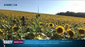 "L’irrigation, ça me coûtait beaucoup trop cher", cet agriculteur cultive désormais des tournesols en lieu et place du maïs 