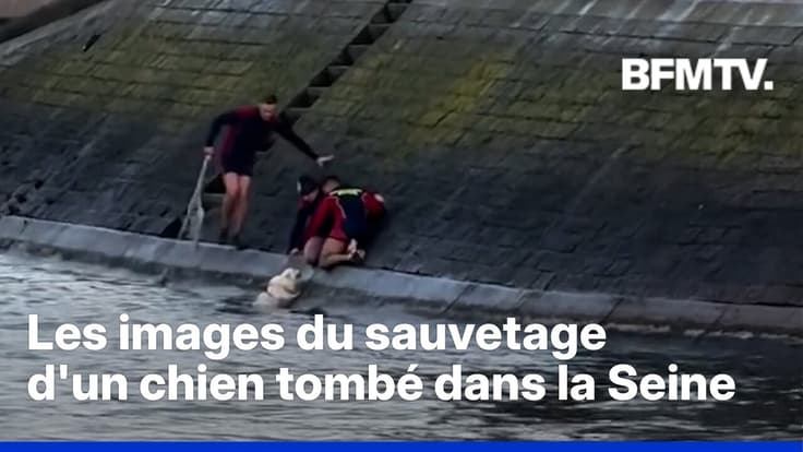 Les images du sauvetage d'un chien tombé dans la Seine à Paris