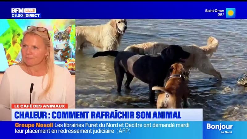 Le Café des Animaux: comment bien rafraîchir son animal en période de canicule?