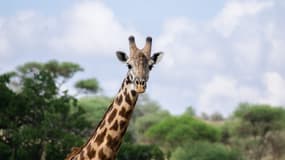Une girafe en Tanzanie en 2013 (Photo d'illustration).