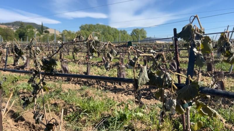 Villeneuve: au domaine viticole de Nosary, une première production remise en cause par le gel