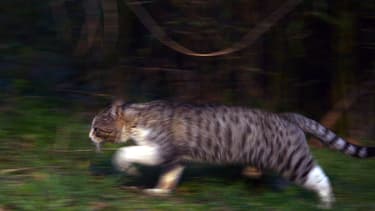 Chat errant. (Photo d'illustration)