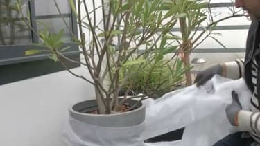 Protéger ses plantes en hiver