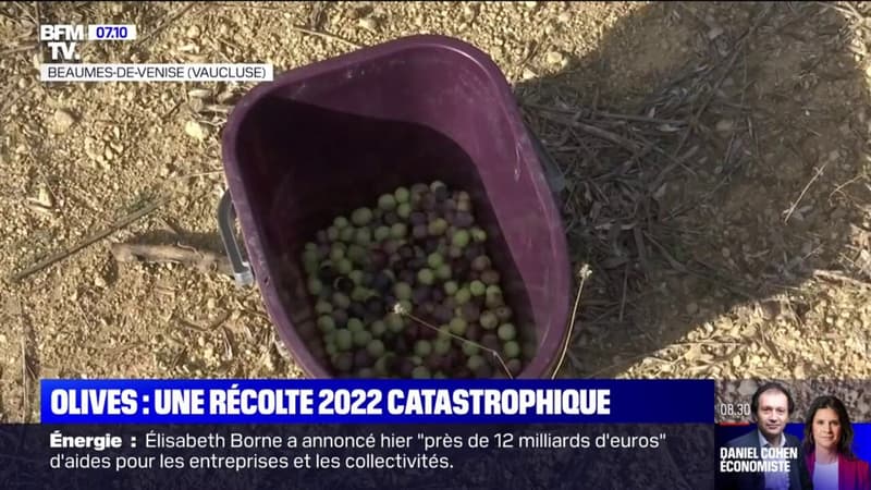 La récolte catastrophique des producteurs d'olives en 2022