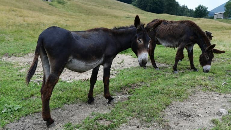 Des ânes à la ferme de Vanessa Peduzzi à Alpe Bedolo, sur la commune de Schignano, le 25 juin 2020 en Lombardie. (PHOTO D'ILLUSTRATION)