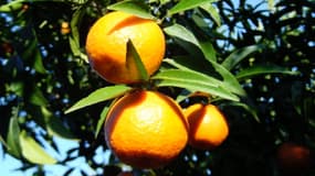Avant d'être appelée clémentine, cette dernière était appelée "mandarine sans pépins" et elle aurait été obtenue par le croisement d’un mandarinier avec un bigaradier.