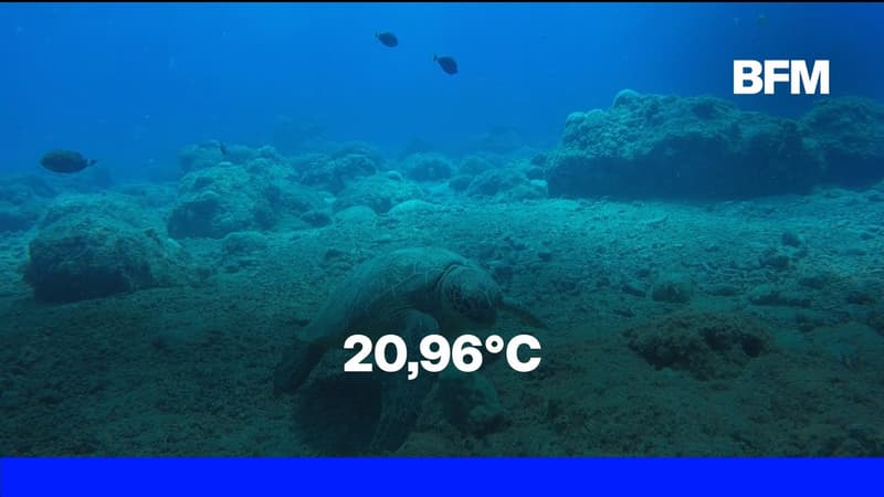 La température des océans n’a jamais été aussi élevée lors d’un mois de juillet qu’en 2026