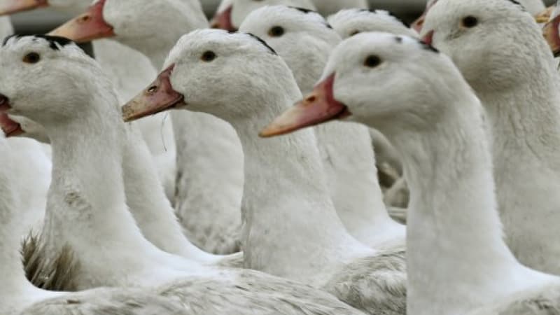 Des canards - Image d'illustration 