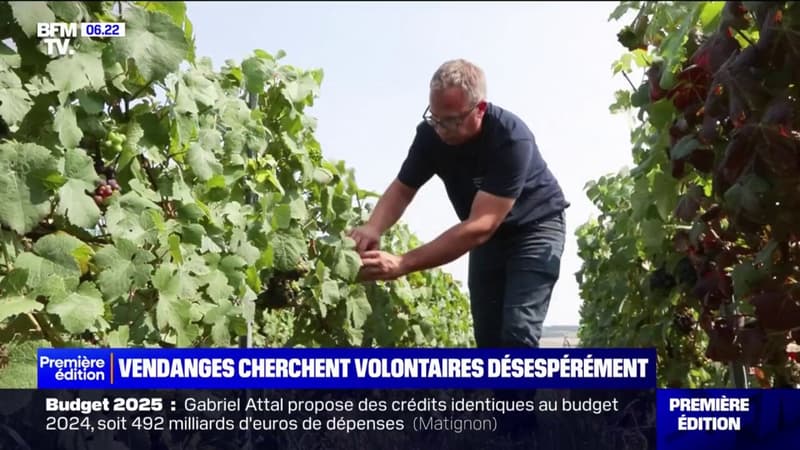 Les vignerons à la recherche de volontaires pour les vendanges