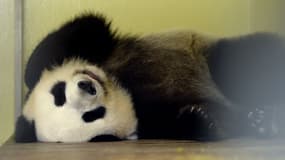 La femelle panda Huan Huan dort dans son box en attendant son échographie, le 25 juillet 2017 à Saint-Aignan-sur-Cher. 