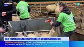 Hauts-de-France: un concours à destination des jeunes bergers