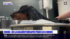 Digne-les-Bains: des séances de balnéothérapie pour les chiens
