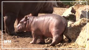 Un hippopotame est né au parc Planète Sauvage à Nantes
