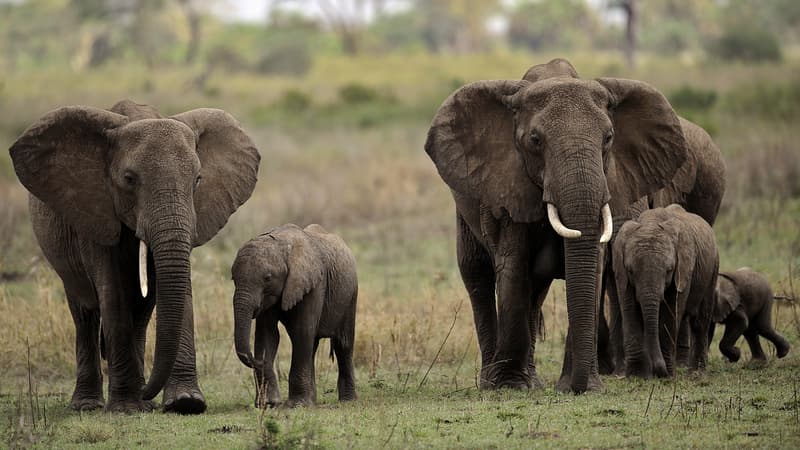 Des éléphants dans le parc national du Serengeti, en Tanzanie, en octobre 2010. (photo d'illustration)
