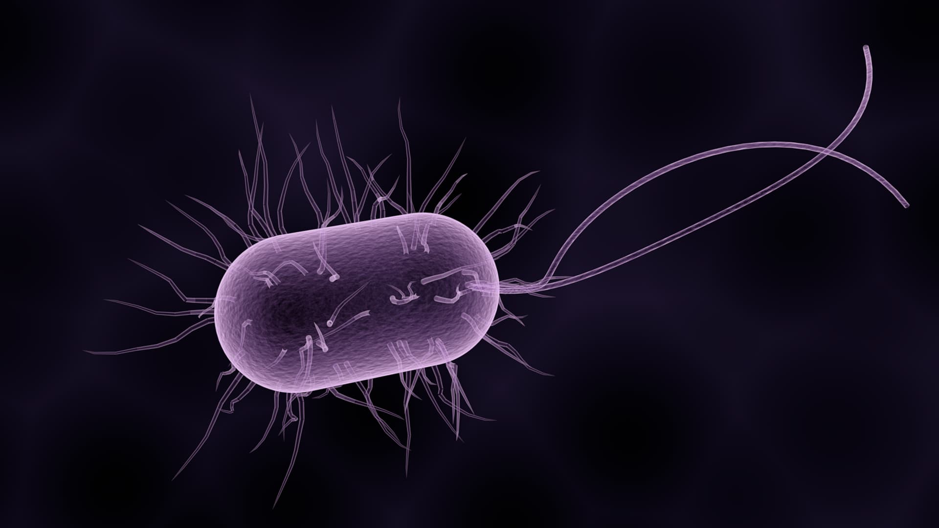 Certaines bactéries possèdent des flagelles, des longs filaments qui leur permettent de se déplacer.