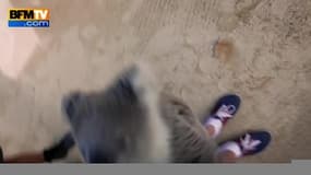 Ce bébé koala grimpe sur le cameraman et lui fait des câlins 