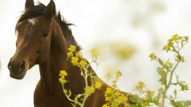 Une Anglaise de 22 ans a été condamnée ce mardi par le tribunal de Birmingham, après avoir posté des selfies avec son cheval squelettique sur Facebook. (Photo d'illustration)