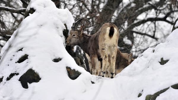 Un chamois. Photo d'illustration AFP