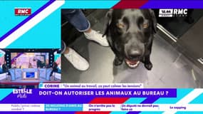Autoriser les animaux au bureau : "Ça amène un autre contact avec les personnes", promet Corine, auditrice