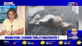 Métropole de Lyon: une enquête ouverte après la découverte de trois cadavres de chiens