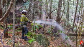 Un pompier arrose un pin de Wollemi, dans le cadre d'une opération secrète pour sauver ces arbres millénaires, en Australie, le 22 décembre 2019