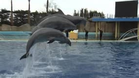 Plus de 5 mois après les inondations, Marineland rouvre ses portes