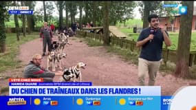 L'été chez nous: du chien de traîneaux dans les Flandres