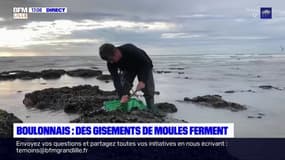 Côté d'Opale: les pêcheurs de moules inquiets après la fermeture de gisements