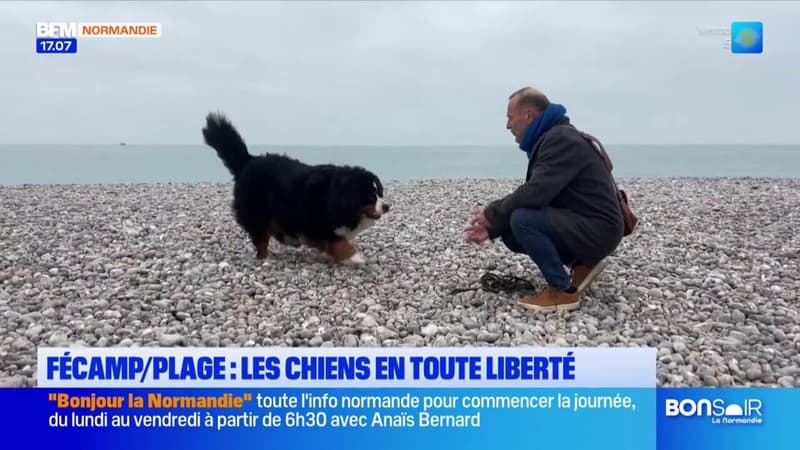 Fécamp: un espace de la plage dédié aux chiens