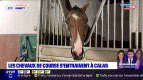 600 chevaux, 25 entraîneurs...: découverte du centre d'entraînement pour chevaux de course à Calas