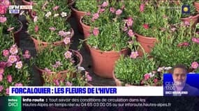 Forcalquier: pour privilégier le local, quelles sont les fleurs de l'hiver?