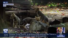 Sept loups du Mexique, une espèce en voie de disparition, sont nés au zoo de Mexico