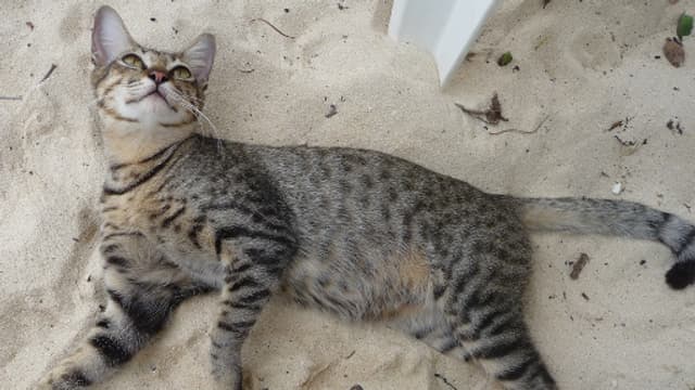 Le Chat Ennemi Public N 1 De La Faune Sauvage Aux Etats Unis