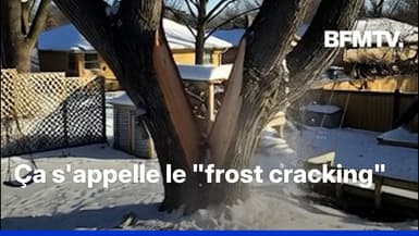 Non, les arbres n'explosent pas à cause du froid (contrairement à ces vidéos sur Tiktok)