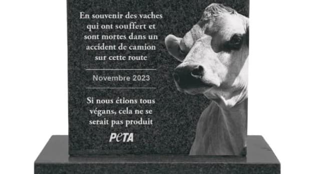 L'association PETA a demandé l'installation d'une pierre tombale sur les lieux de l'accident.