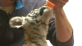 Le bébé tigre entame sa nouvelle vie 