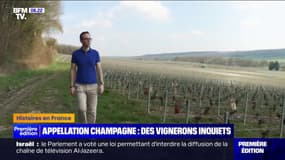 Champagne: 40 nouvelles communes vont être autorisées à utiliser l'appellation d'ici 2028 pour s'adapter aux aléas climatiques