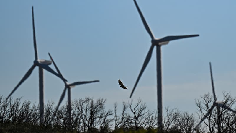 Un circaète Jean-le-Blanc (Circaetus gallicus) vole à côté des éoliennes d'un parc éolien à Aumelas, à l'ouest de Montpellier, le 12 mars 2025.