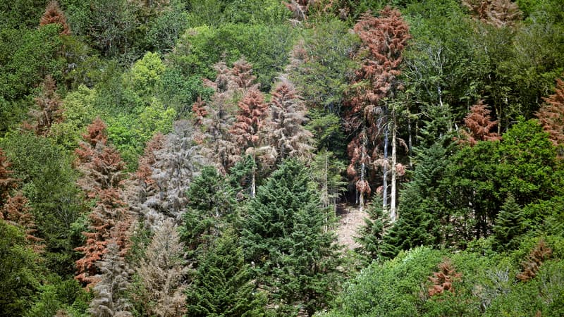 Forêt dans le Haut-Rhin touchée par la sécheresse en juillet 2019