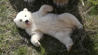Un petit ourson. (Photo d'illustration)