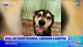 Animaux & Compagnie: Koda, un croisé épagneul-labrador à adopter 